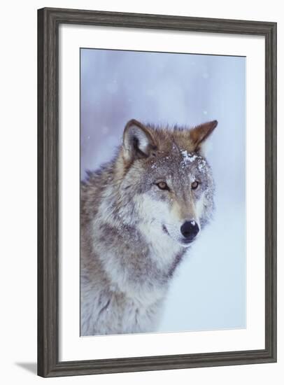 Gray Wolf in Snow-DLILLC-Framed Photographic Print