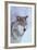 Gray Wolf in Snow-DLILLC-Framed Photographic Print