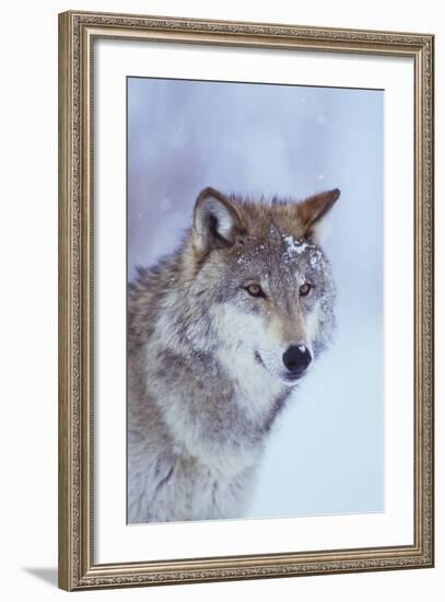 Gray Wolf in Snow-DLILLC-Framed Photographic Print