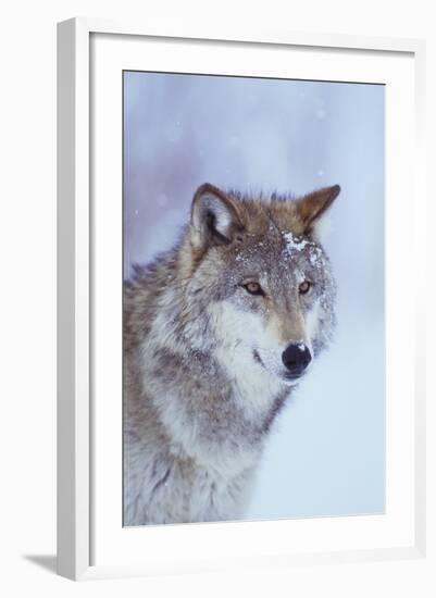 Gray Wolf in Snow-DLILLC-Framed Photographic Print