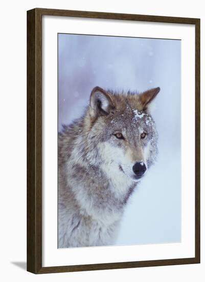 Gray Wolf in Snow-DLILLC-Framed Photographic Print