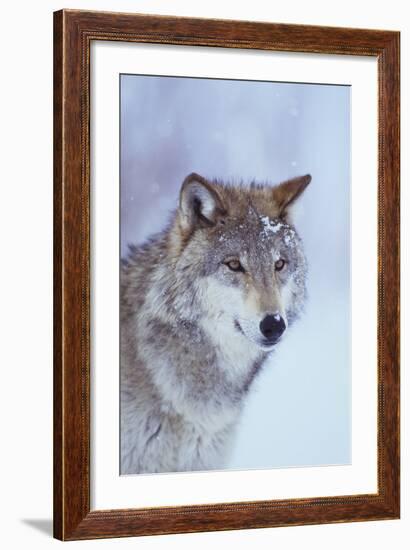 Gray Wolf in Snow-DLILLC-Framed Photographic Print