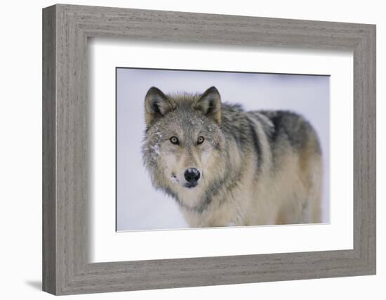 Gray Wolf in Snow-DLILLC-Framed Photographic Print