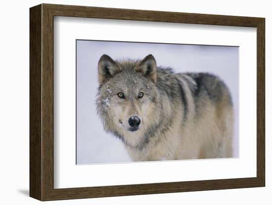 Gray Wolf in Snow-DLILLC-Framed Photographic Print