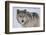 Gray Wolf in Snow-DLILLC-Framed Photographic Print