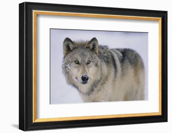 Gray Wolf in Snow-DLILLC-Framed Photographic Print