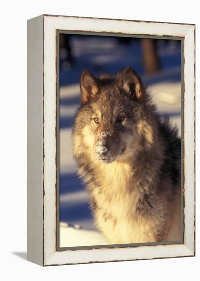 Gray Wolf in Snow-John Alves-Framed Premier Image Canvas