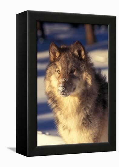 Gray Wolf in Snow-John Alves-Framed Premier Image Canvas