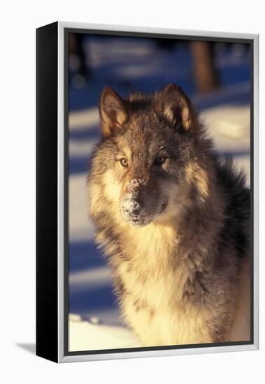 Gray Wolf in Snow-John Alves-Framed Premier Image Canvas