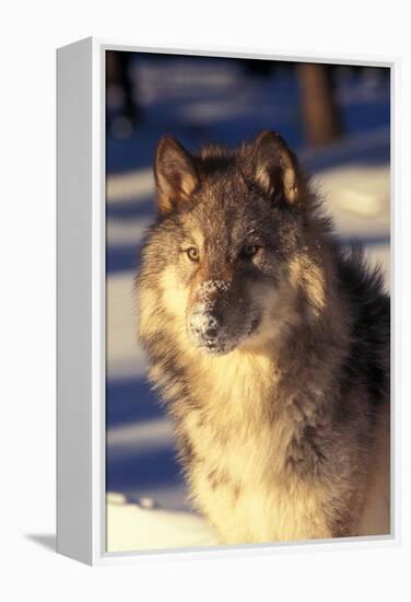 Gray Wolf in Snow-John Alves-Framed Premier Image Canvas