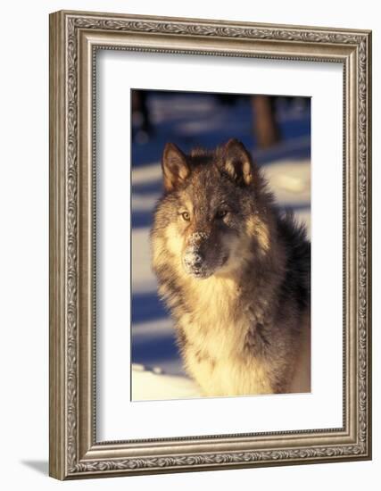 Gray Wolf in Snow-John Alves-Framed Photographic Print