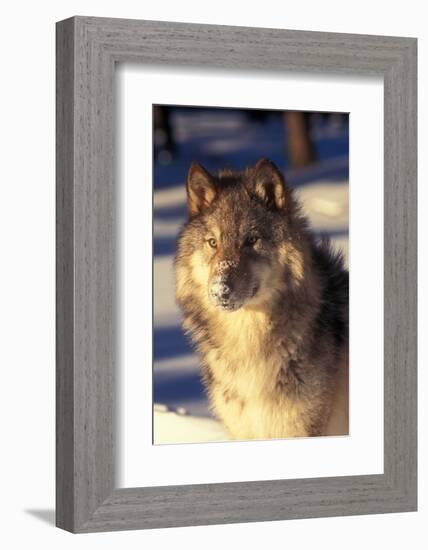 Gray Wolf in Snow-John Alves-Framed Photographic Print