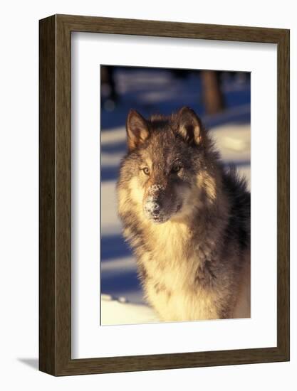 Gray Wolf in Snow-John Alves-Framed Photographic Print
