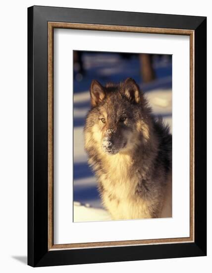 Gray Wolf in Snow-John Alves-Framed Photographic Print