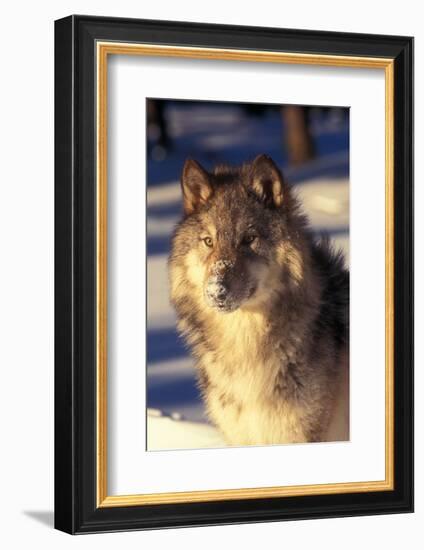 Gray Wolf in Snow-John Alves-Framed Photographic Print