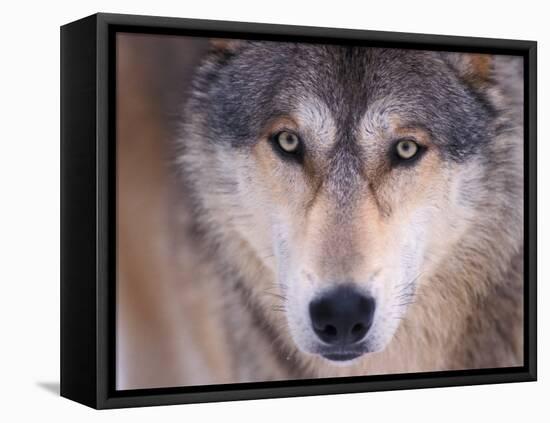 Gray Wolf in the Foothills of the Takshanuk Mountains, Alaska, USA-Steve Kazlowski-Framed Premier Image Canvas