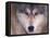 Gray Wolf in the Foothills of the Takshanuk Mountains, Alaska, USA-Steve Kazlowski-Framed Premier Image Canvas