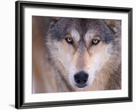 Gray Wolf in the Foothills of the Takshanuk Mountains, Alaska, USA-Steve Kazlowski-Framed Photographic Print