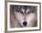 Gray Wolf in the Foothills of the Takshanuk Mountains, Alaska, USA-Steve Kazlowski-Framed Photographic Print