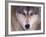 Gray Wolf in the Foothills of the Takshanuk Mountains, Alaska, USA-Steve Kazlowski-Framed Photographic Print