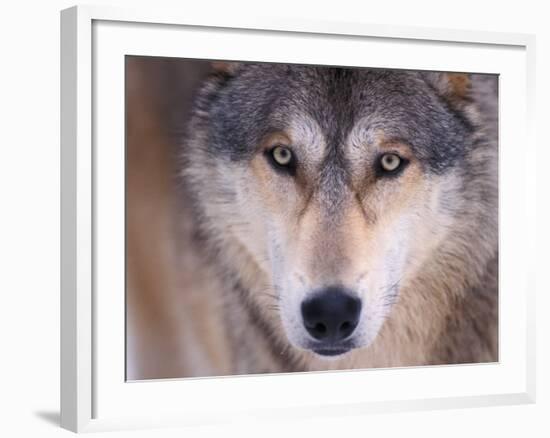 Gray Wolf in the Foothills of the Takshanuk Mountains, Alaska, USA-Steve Kazlowski-Framed Photographic Print