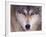 Gray Wolf in the Foothills of the Takshanuk Mountains, Alaska, USA-Steve Kazlowski-Framed Photographic Print