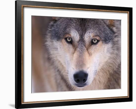 Gray Wolf in the Foothills of the Takshanuk Mountains, Alaska, USA-Steve Kazlowski-Framed Photographic Print