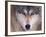 Gray Wolf in the Foothills of the Takshanuk Mountains, Alaska, USA-Steve Kazlowski-Framed Photographic Print