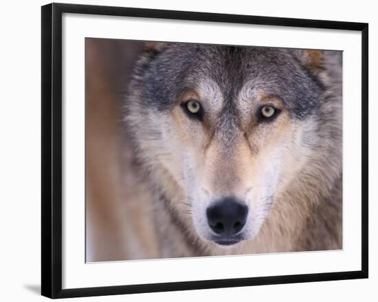 Gray Wolf in the Foothills of the Takshanuk Mountains, Alaska, USA-Steve Kazlowski-Framed Photographic Print