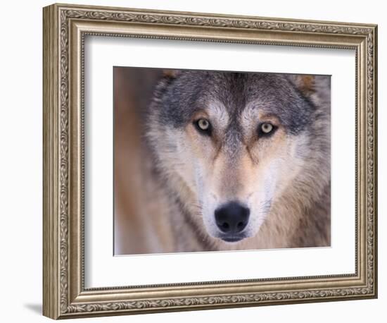 Gray Wolf in the Foothills of the Takshanuk Mountains, Alaska, USA-Steve Kazlowski-Framed Photographic Print