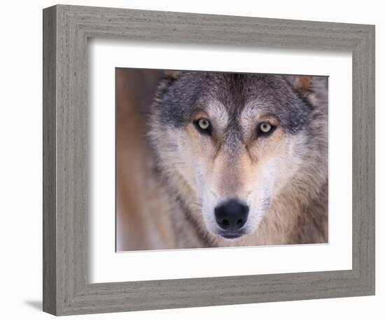 Gray Wolf in the Foothills of the Takshanuk Mountains, Alaska, USA-Steve Kazlowski-Framed Photographic Print