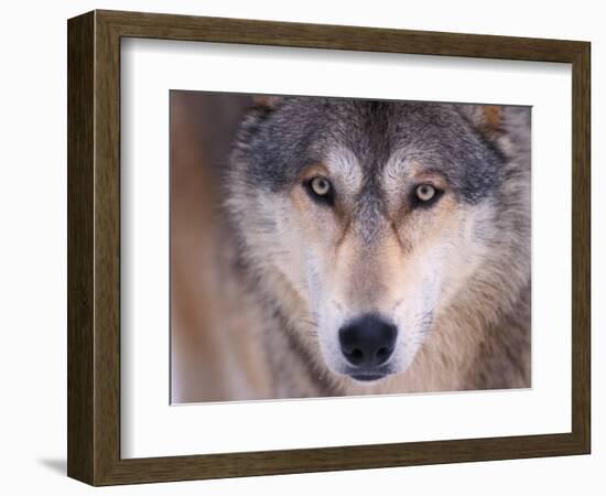 Gray Wolf in the Foothills of the Takshanuk Mountains, Alaska, USA-Steve Kazlowski-Framed Photographic Print