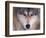 Gray Wolf in the Foothills of the Takshanuk Mountains, Alaska, USA-Steve Kazlowski-Framed Photographic Print