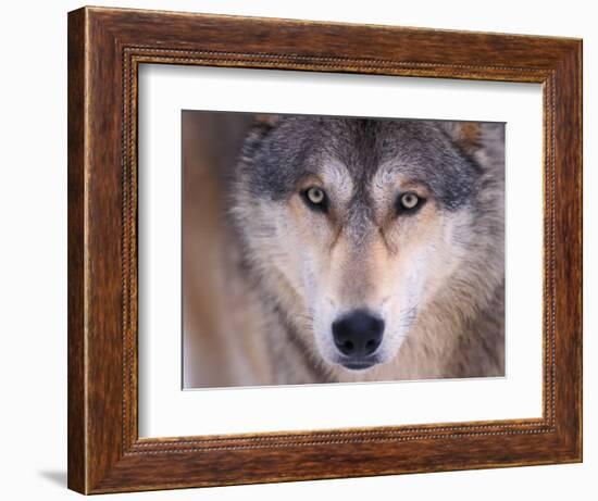 Gray Wolf in the Foothills of the Takshanuk Mountains, Alaska, USA-Steve Kazlowski-Framed Photographic Print