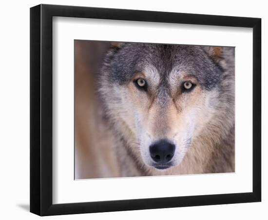 Gray Wolf in the Foothills of the Takshanuk Mountains, Alaska, USA-Steve Kazlowski-Framed Photographic Print