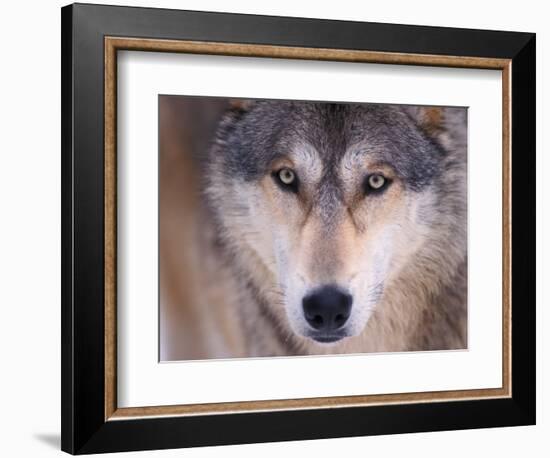 Gray Wolf in the Foothills of the Takshanuk Mountains, Alaska, USA-Steve Kazlowski-Framed Photographic Print