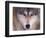 Gray Wolf in the Foothills of the Takshanuk Mountains, Alaska, USA-Steve Kazlowski-Framed Photographic Print