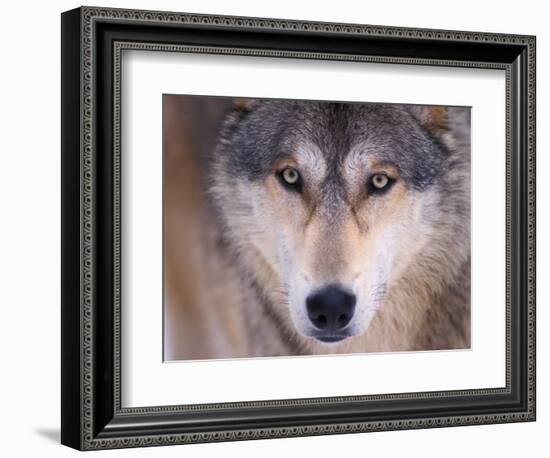 Gray Wolf in the Foothills of the Takshanuk Mountains, Alaska, USA-Steve Kazlowski-Framed Photographic Print