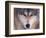 Gray Wolf in the Foothills of the Takshanuk Mountains, Alaska, USA-Steve Kazlowski-Framed Photographic Print