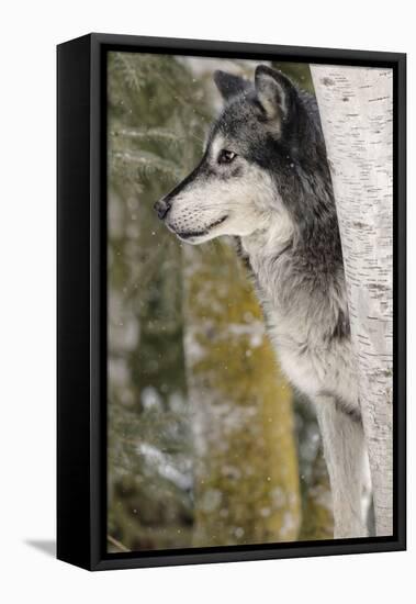 Gray Wolf in winter, Canis lupus, Montana-Adam Jones-Framed Premier Image Canvas