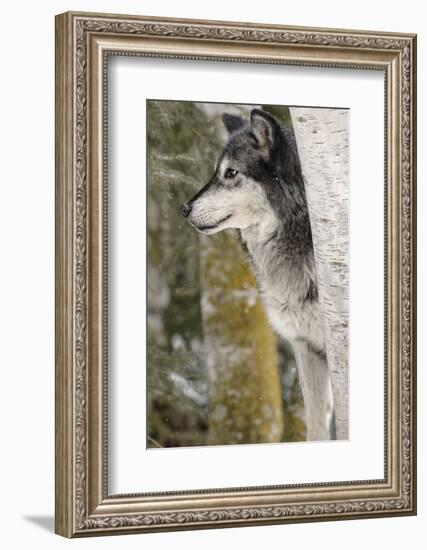 Gray Wolf in winter, Canis lupus, Montana-Adam Jones-Framed Photographic Print