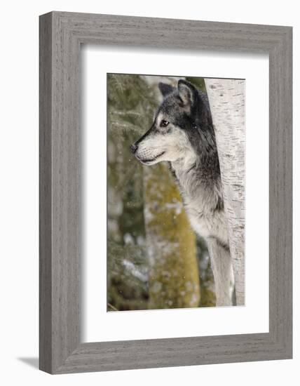 Gray Wolf in winter, Canis lupus, Montana-Adam Jones-Framed Photographic Print