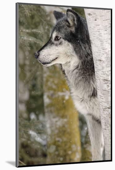 Gray Wolf in winter, Canis lupus, Montana-Adam Jones-Mounted Photographic Print