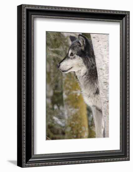 Gray Wolf in winter, Canis lupus, Montana-Adam Jones-Framed Photographic Print