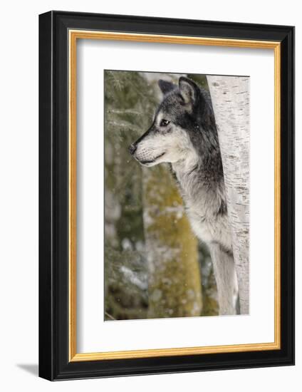 Gray Wolf in winter, Canis lupus, Montana-Adam Jones-Framed Photographic Print