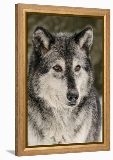 Gray Wolf in winter, Canis lupus, Montana-Adam Jones-Framed Premier Image Canvas