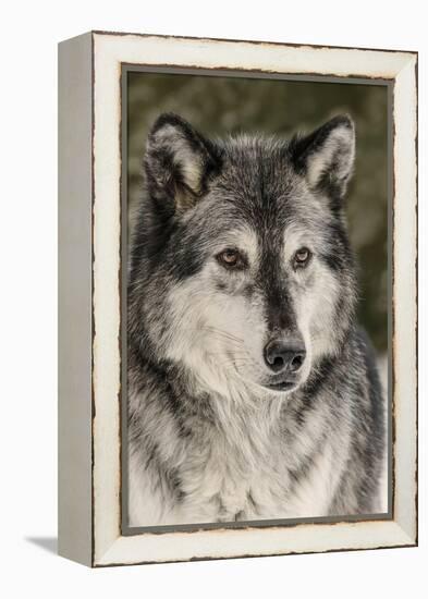 Gray Wolf in winter, Canis lupus, Montana-Adam Jones-Framed Premier Image Canvas