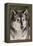 Gray Wolf in winter, Canis lupus, Montana-Adam Jones-Framed Premier Image Canvas