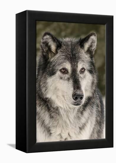 Gray Wolf in winter, Canis lupus, Montana-Adam Jones-Framed Premier Image Canvas