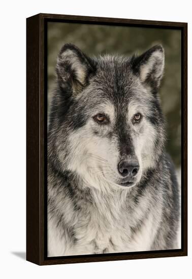 Gray Wolf in winter, Canis lupus, Montana-Adam Jones-Framed Premier Image Canvas